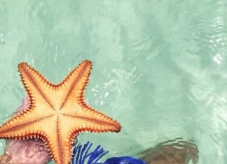 Best Swimsuits 2017/2018 : …