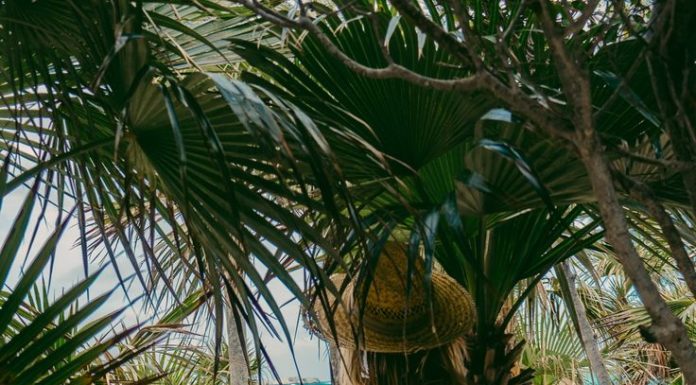 Best Swimsuits 2017/2018 : Meet: Find Your California – Free People Blog…
