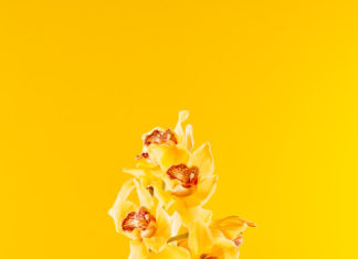 Fashion : akatre:Flowers by Akatre, 2017