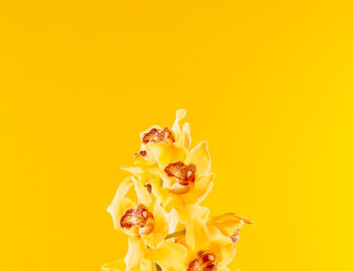 Fashion : akatre:Flowers by Akatre, 2017
