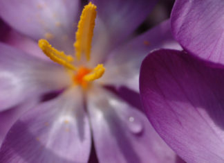 Fashion : fdmlovesflowers:
botanicality:
Title: Spring light
Artist:…