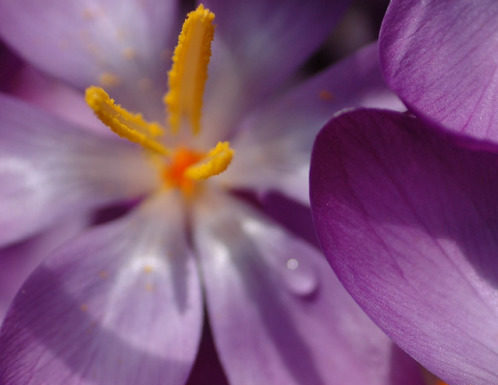Fashion : fdmlovesflowers:
botanicality:
Title: Spring light
Artist:…