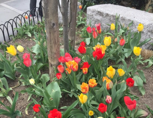 Fashion : fdmlovesflowers:Tulips in the west village.
My pic. (Brigitte…