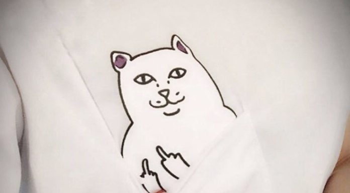 Fashion Quotes : Cat in Pocket