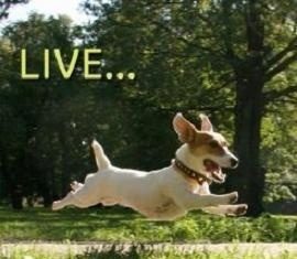 Fashion Quotes : …