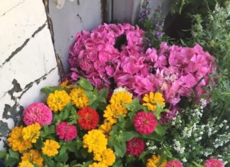 Fashion : fdmlovesflowers:
these cheery flowers.
my pic. (brigitte…
