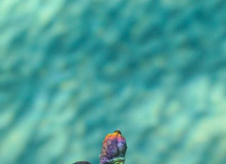 Fashion : multicolor