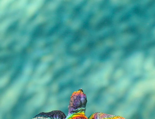Fashion : multicolor