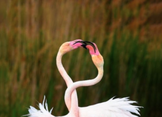 Fashion : the cutest