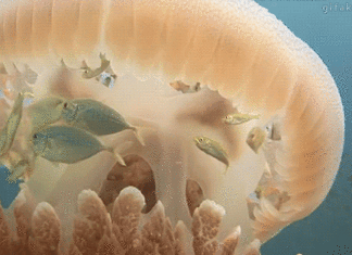 Fashion : The fish