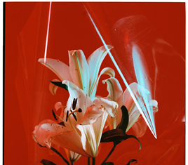 Fashion Editorial : Photo