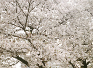 Fashion Editorial : yua:Photo Osamu Yokonami
Fashion Michiko Yuasa
Hair and Make up…