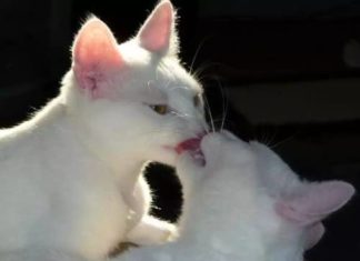 Fashion : Kitties !!!