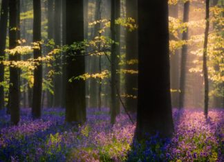 Fashion : te5seract:Tales from Hallerbos & Darkness vs Light…