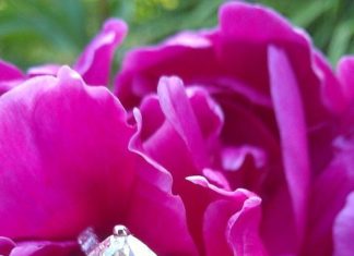 Diamond Rings : 2+ carat cushion cut diamond engagement ring…