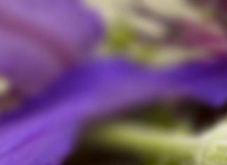 Diamond Rings : White Gold Diamond Ring…