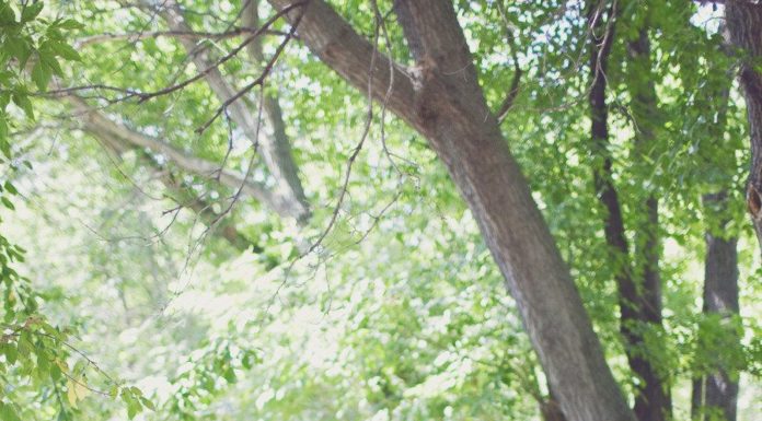 Bridesmaids Dresses : Hill Country Wedding from Tara Welch Photography