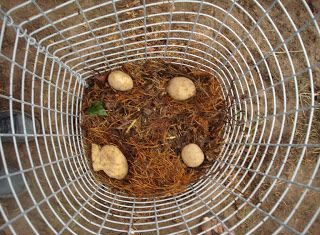 texas de brazil dress code : Vertical Gardening