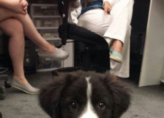 walmart employee dress code : Brought my new puppy Charlie into work the other day. Had to follow the employee dress code. – post