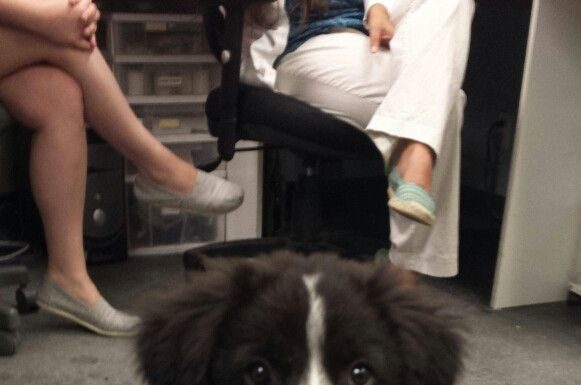 walmart employee dress code : Brought my new puppy Charlie into work the other day. Had to follow the employee dress code. – post